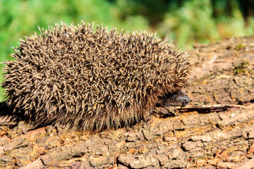 Young European hedgehog (Erinaceus europaeus) on a log