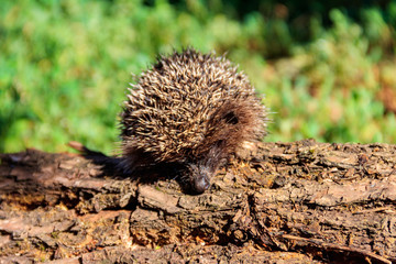 Young European hedgehog (Erinaceus europaeus) on a log