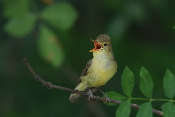 Icterine Warbler, Hippolais icterina sitting on the branch. Wildlife scene from czech nature.