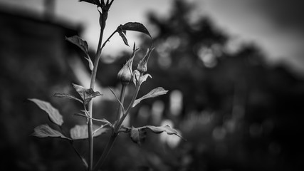 Growing Flower Tree In Black And White Style