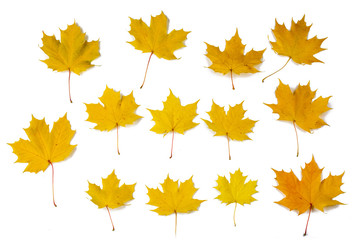 Naklejka na ściany i meble Orange autumn maple leaves