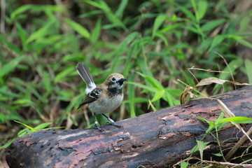 Hawaiian Forest Bird - Elepaio