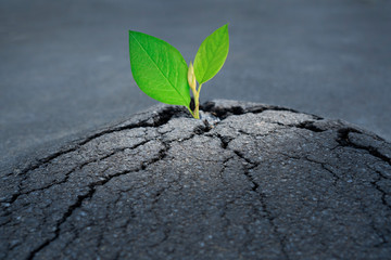 New life and path to the purpose concept with cracked asphalt road and green sprout growth through...