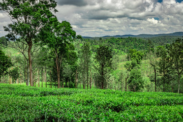 Fototapeta na wymiar tea garden with green forests and amazing sky