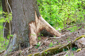 Durch Rotwild abgeschälte Rinde im Wald  © Karin Jähne
