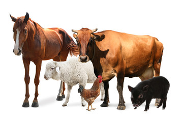 Collage with horse and other pets on white background