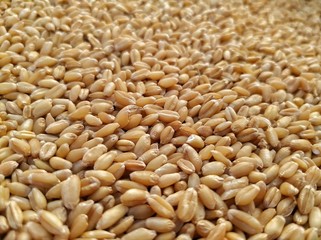 close up of wheat grains