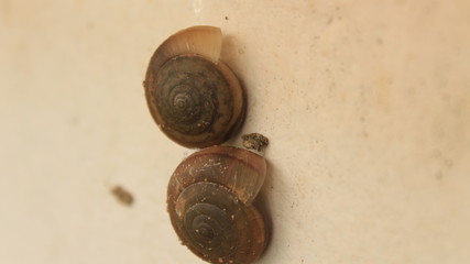 acorns on wooden background