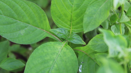green leaves in the morning
