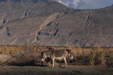 Donkey in the meadow Snow mountain background India himalayas