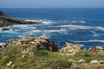 Pottoks sur une crique du Jaikibel, Guipuscoa