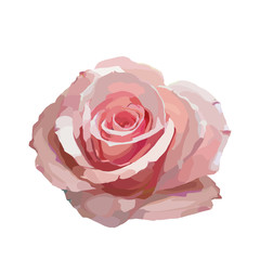 Beautiful rose illustration on white background. Stylish design