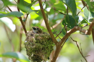 Hawaiian Forest Bird - Elepaio