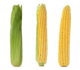 Set of ripe corn cobs on white background