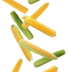 Ripe corn cobs falling on white background