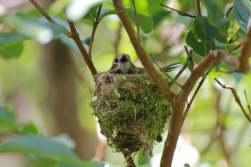 Hawaiian Forest Bird - Elepaio