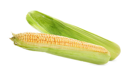 Fresh ripe corn cobs on white background. Banner design