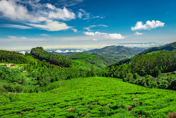 Fototapeta na wymiar mountain range with tea garden and amazing blue sky flat angle shot