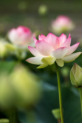 蓮の花　夏のイメージ