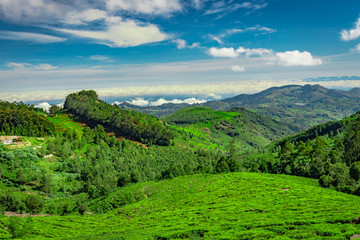 Fototapeta na wymiar mountain range with tea garden and amazing blue sky flat angle shot