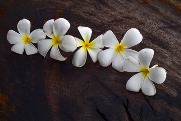Obraz na płótnie Canvas frangipani flower on wooden background