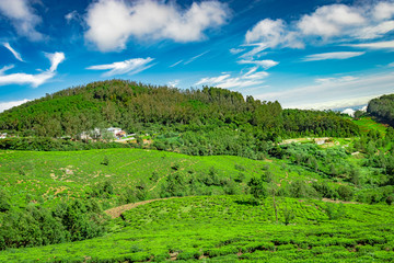 mountain with tea garden and amazing blue sky flat angle shot