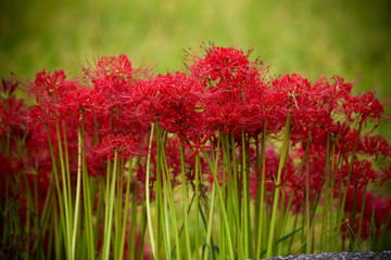 彼岸花畑　秋のイメージ