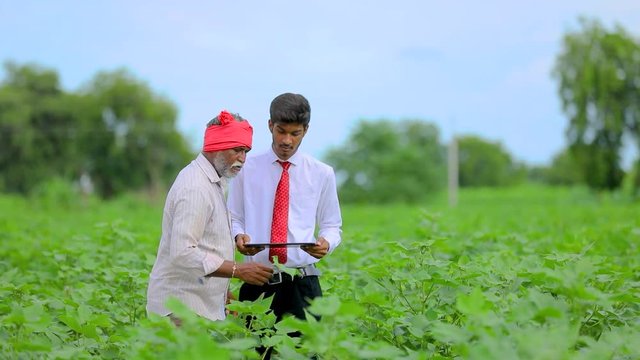 Indian farmer with agronomist at Cotton field , showing some information on tab