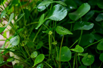 water drops on a green leaf