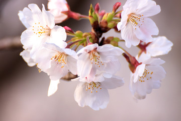 桜の花　春のイメージ