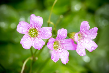 ムラサキカタバミの花