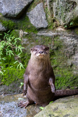 カワウソのポートレート