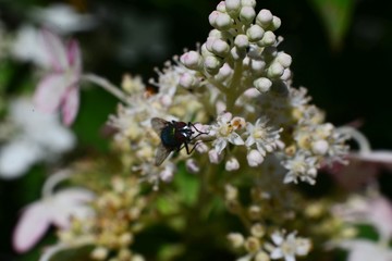 fly