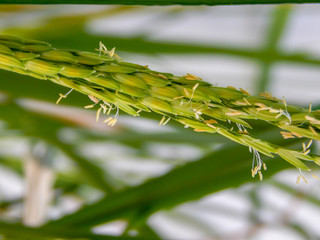 Rice  field,Pollen riceCloseup petals waiting to pollinate, and blur the background, from paddy fields, with yellow stamens..
