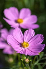 Fototapeta premium コスモス畑 秋のイメージ