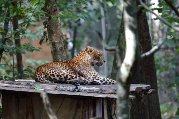 Sous haute surveillance