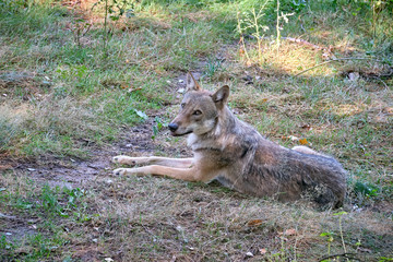 Europäischer Wolf