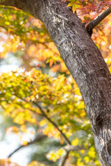 紅葉　秋のイメージ