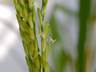 field rice,Pollen riceRice flower pollen with water in the morning waiting to be pollinated and blurred insects..