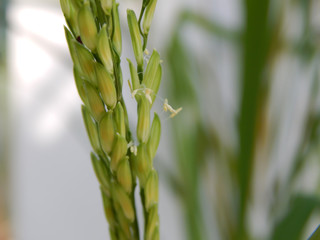 field rice,Pollen riceRice flower pollen with water in the morning waiting to be pollinated and blurred insects..
