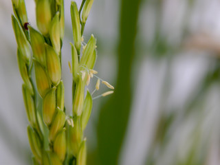 field rice,Pollen riceRice flower pollen with water in the morning waiting to be pollinated and blurred insects..
