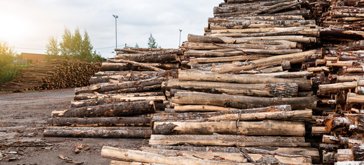 Stock of timber. Timber industry

