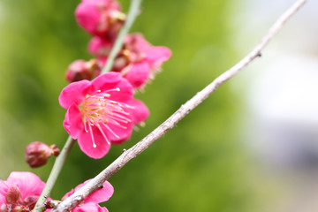 Fototapeta premium 紅梅 初春イメージ