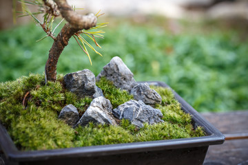 苔盆栽　和風イメージ