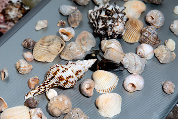 Many beautiful seashells as background