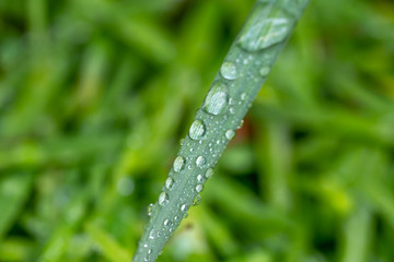 緑と水　環境とエコのイメージ