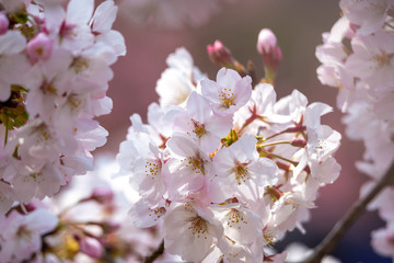 Obraz premium 桜の花 春のイメージ