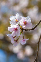 Fototapeta premium 桜の花 春のイメージ