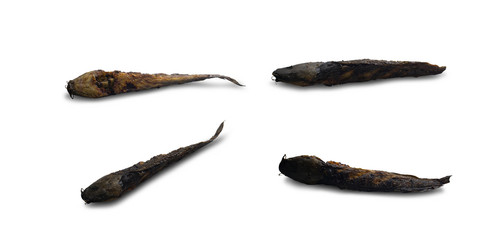 Grilled Catfish on a white background,with clipping path