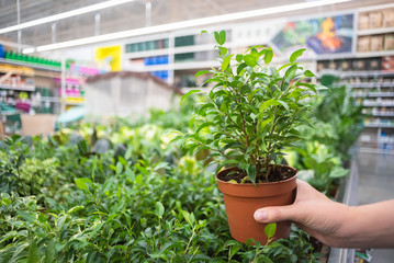 Gardener woman is holding in hands a ficus benjamin in a pot in a garden store.